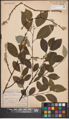 Foto von Salix caprea L.